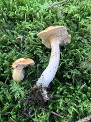Hydnum canadense