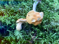 Hydnum canadense