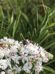 Diptera