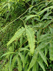 Gleichenella pectinata