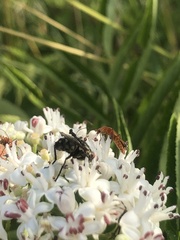 Diptera