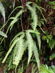 Gleichenella pectinata