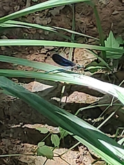 Calopteryx virgo