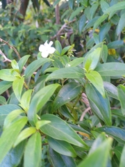 Barleria observatrix