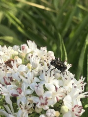 Diptera
