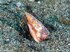 Apterichtus anguiformis