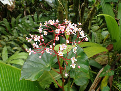Begonia obliqua