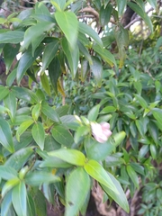 Barleria observatrix