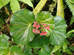 Begonia obliqua