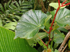 Begonia obliqua