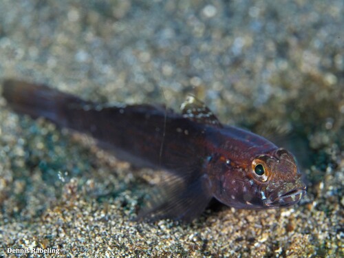 Steven's Goby