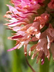 Gymnadenia