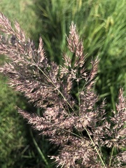 Poaceae