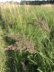 Poaceae