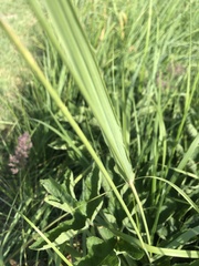 Poaceae