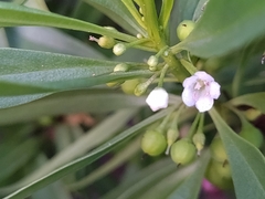 Myoporum mauritianum