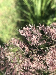 Poaceae