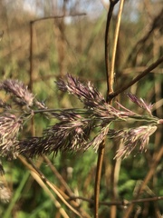 Poaceae