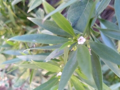 Myoporum mauritianum