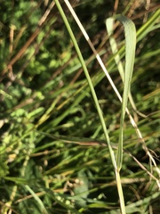 Poaceae