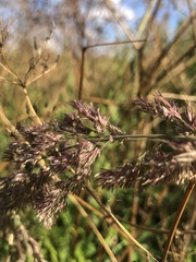 Poaceae