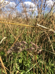 Poaceae