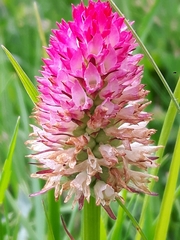 Gymnadenia