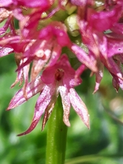 Gymnadenia