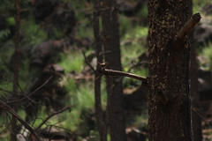 Troglodytes aedon brunneicollis