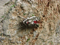 Arachnis dilecta