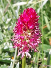Gymnadenia