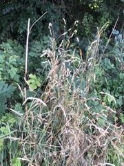 Poaceae
