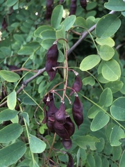 Robinia