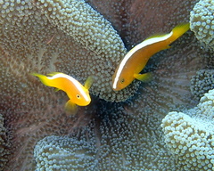Amphiprion sandaracinos