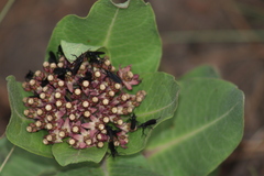Asclepias vinosa