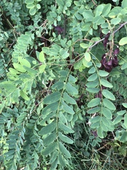 Robinia