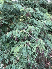 Robinia