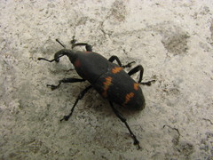 Cactophagus spinolae