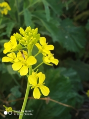 Tetragonisca angustula