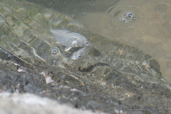Trachinotus carolinus