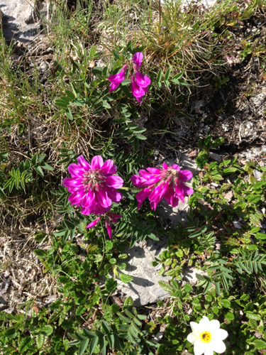 Alpine sainfoin
