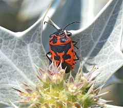 Eurydema spectabilis