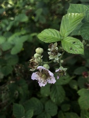 Rubus