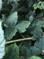 Rubus