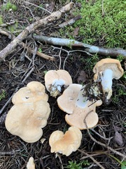 Hydnum washingtonianum