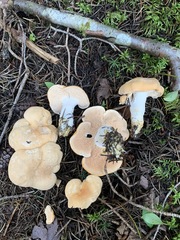 Hydnum washingtonianum