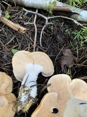 Hydnum washingtonianum