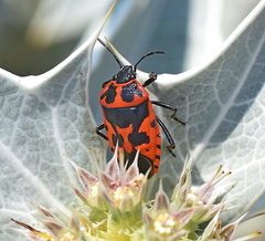 Eurydema spectabilis