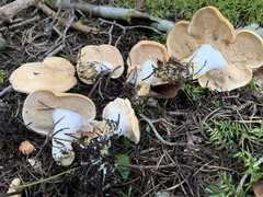 Hydnum washingtonianum