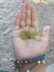 Ulva rigida